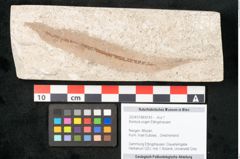 Foto (Objekt + Etikett) von Banksia ungeri Ettingshausen (NHMW-GEO-2024-0188-8143)